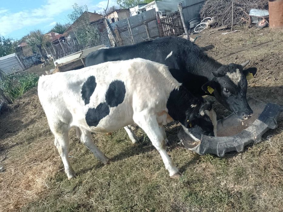 Vițeii de vânzare