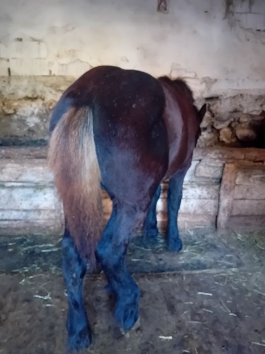 Vând mânz de 5 luni din părinți grei