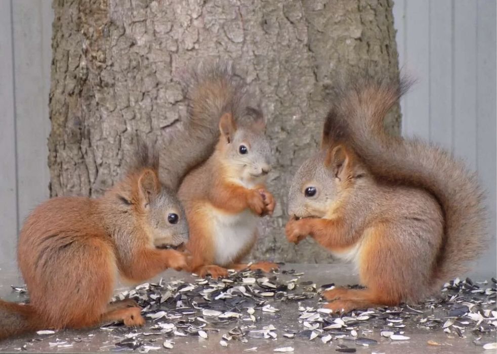 Обмен белка Алматы