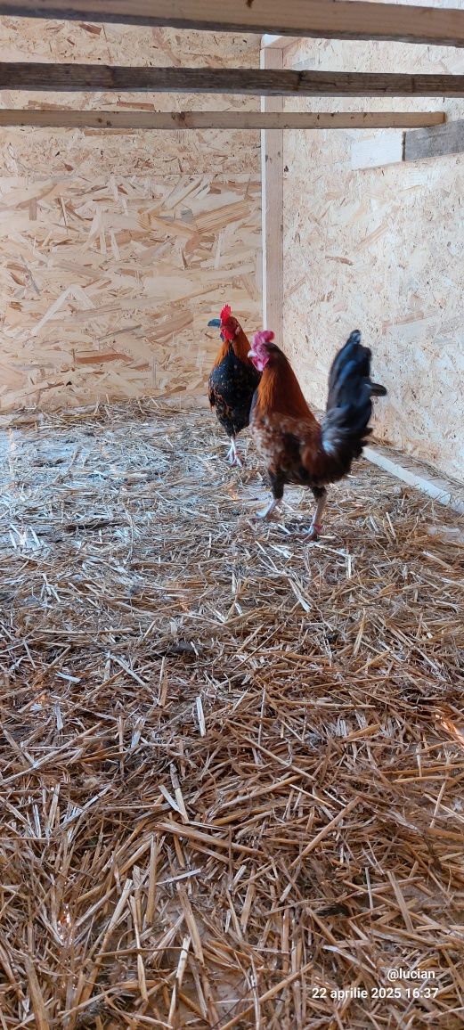 Cocosi americani varste si culori diferite