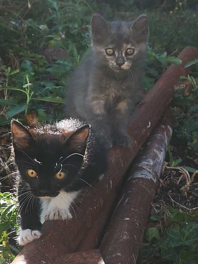 Подаряват се котенца