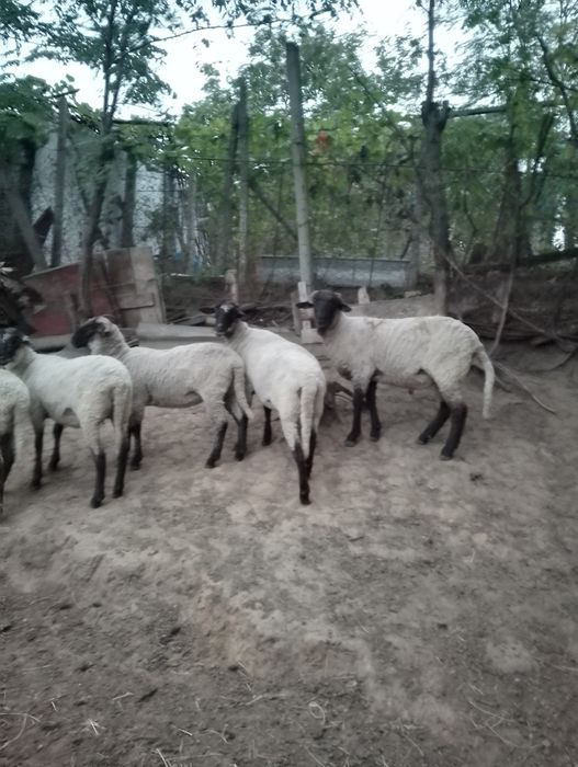 Vând 5 oi ,4 meluti și un berbec