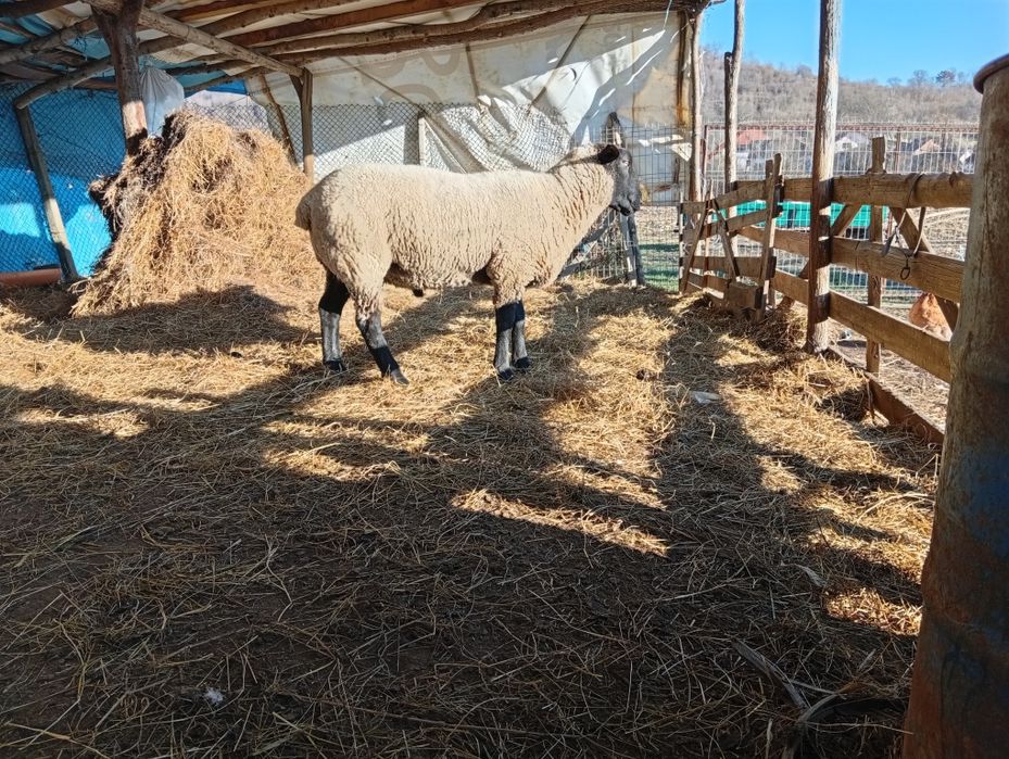 Vând berbec suffolk