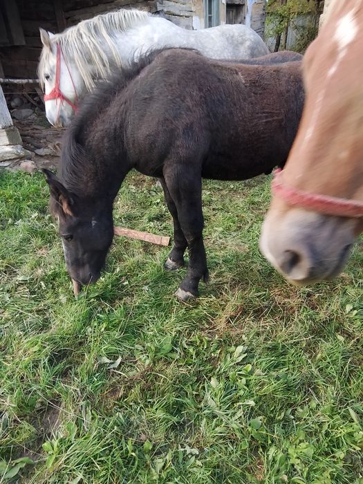 Un mânz de șase luni