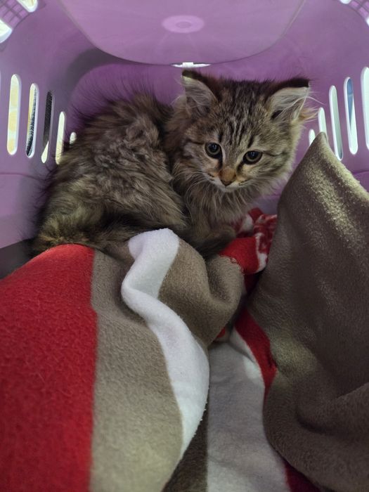 Ищу дом котшечке.