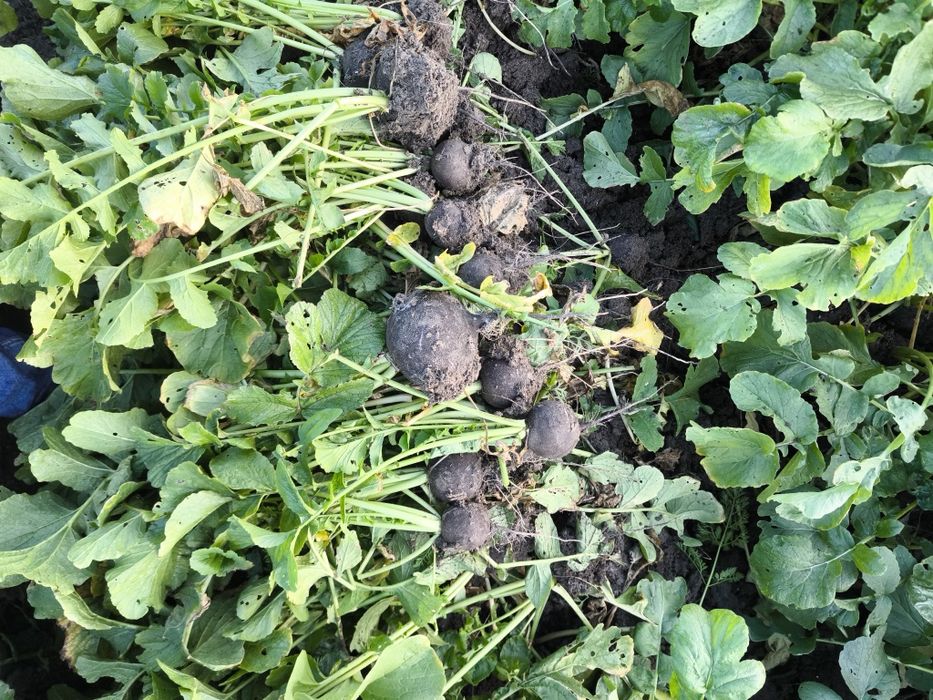 Ridiche neagra cantități mari