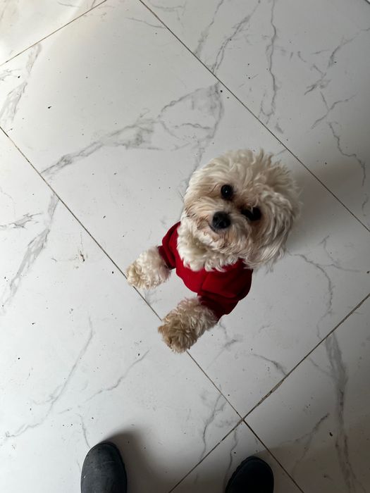 Cățeaua bichon  de vânzare