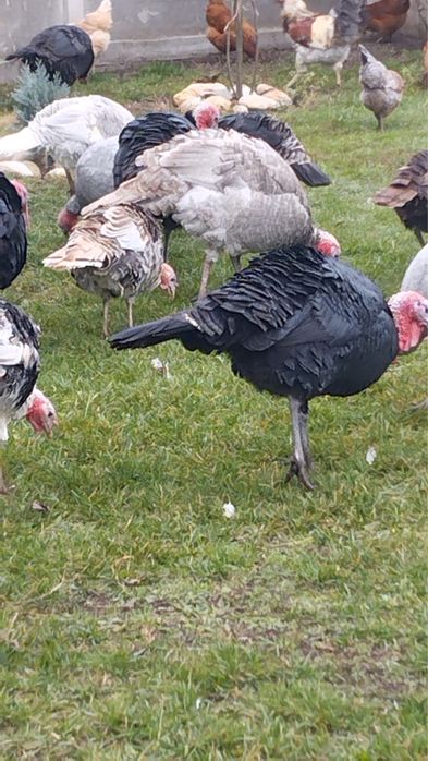 Vand curcani si curci