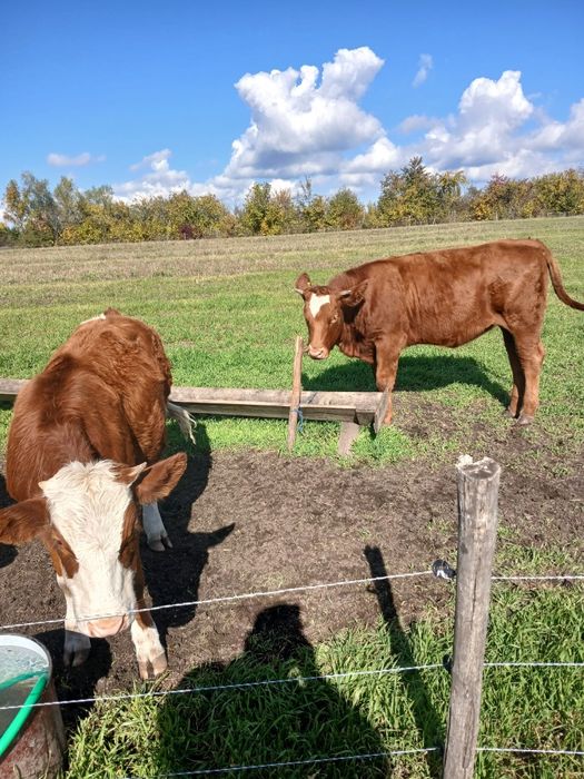 Vând 3 vitele bălțate sau schimb cu oi