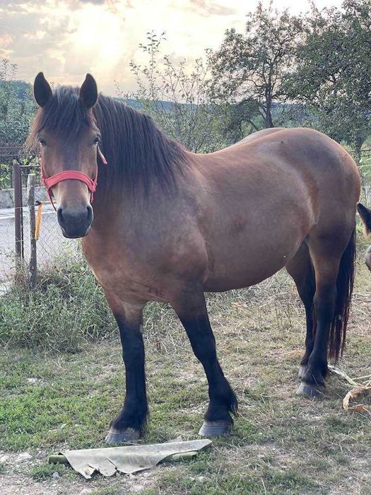 Iapă murgă de vânzare împreună cu mânza