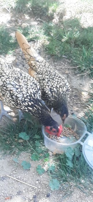 Продаю пару птиц или На обмен