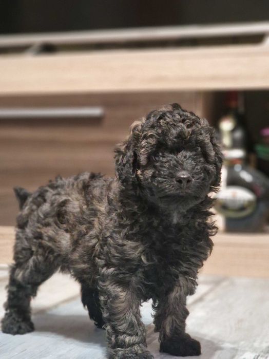 Пудел мини момче