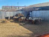 Продам овец с ягнятами