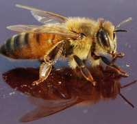 20 familii albine,gratii Haneman,saltele din trestie