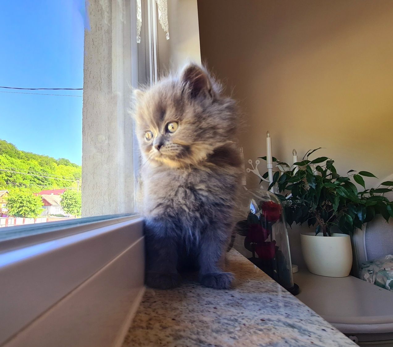British longhair motănel