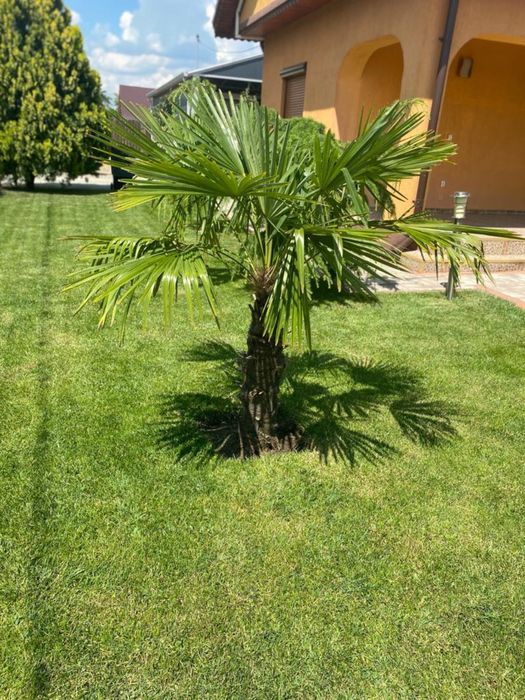 Decorăm grădini cu plante si gazon
