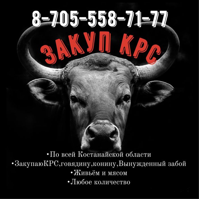 Говядина, ₽конина