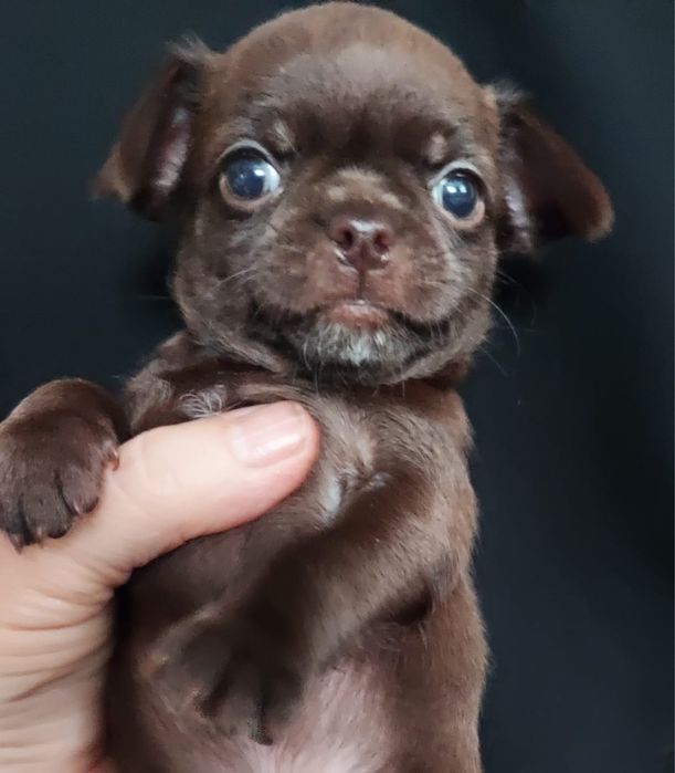 Продаю щенка чихуахуа