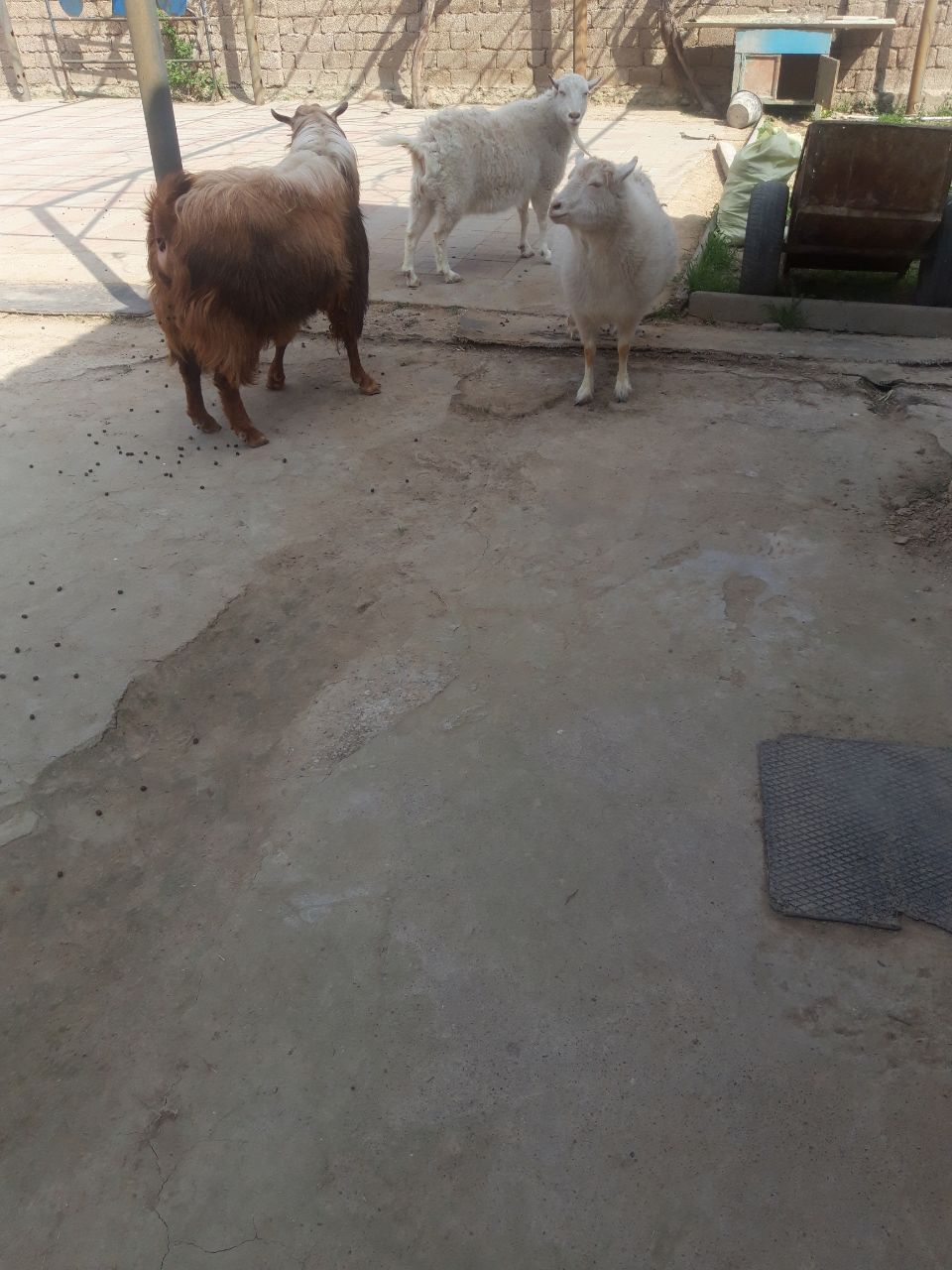 Zotli taka 3 yosh yeb ichishi yaxshi kasali yoq