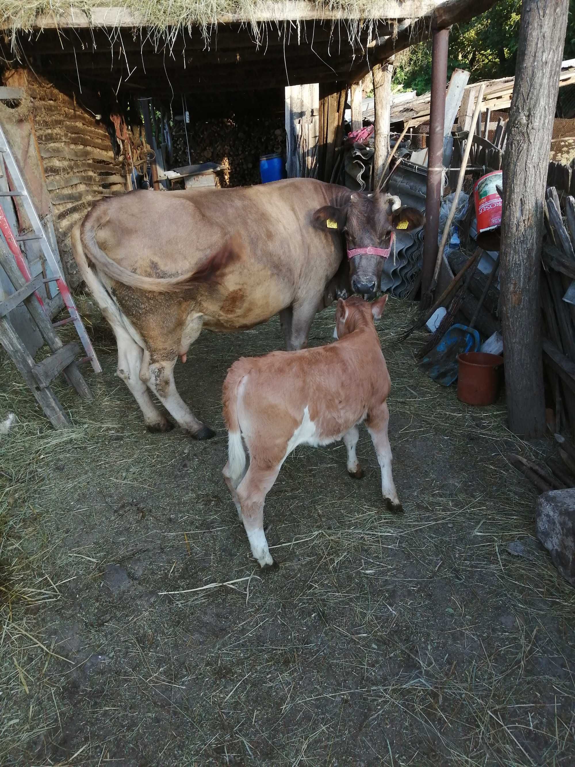 Vacă cu vițea de vânzare