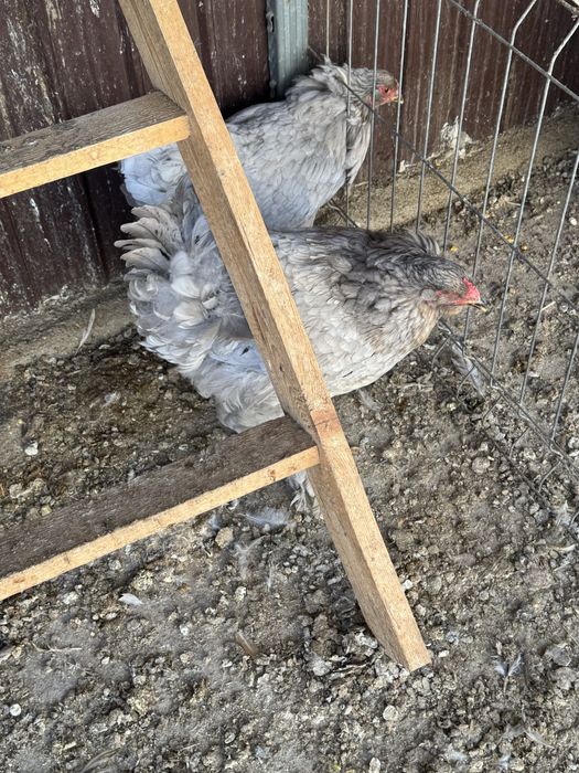 De vinzare porunbei satineti,americani ,gaini brahma