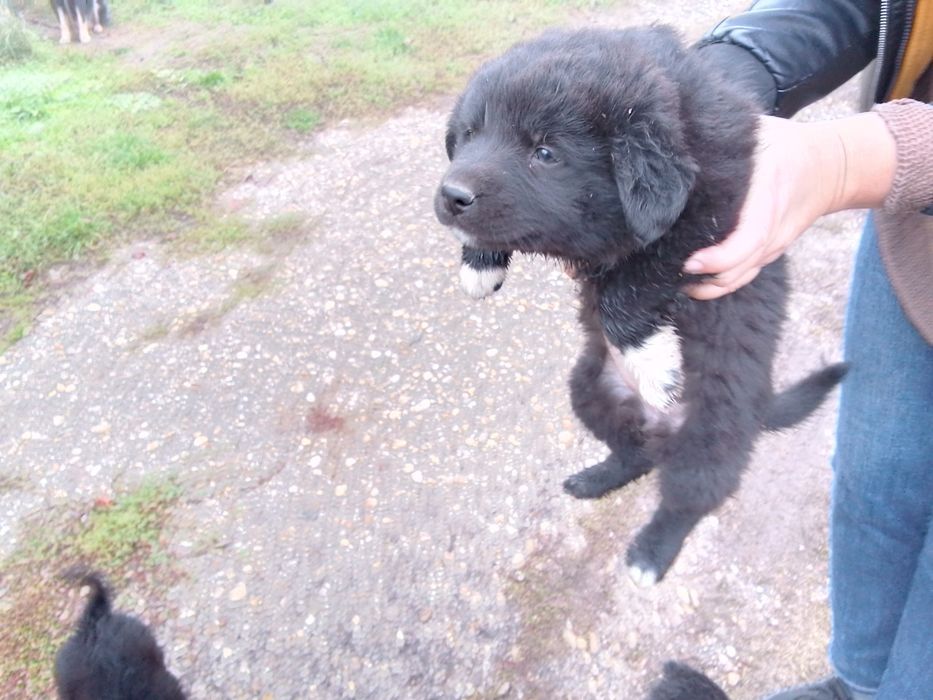 Подарявам малки кученца