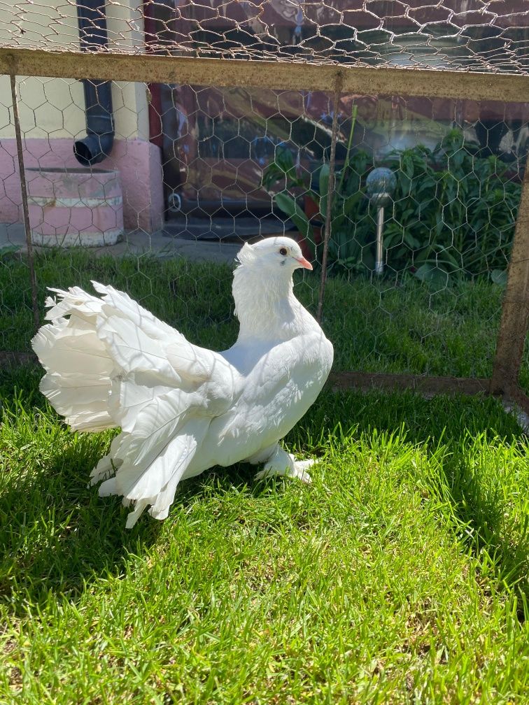 Porumbei voltați indieni , Maria Stuart, voiajori.