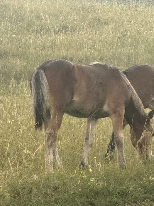 Соғымға семіз жабағылар