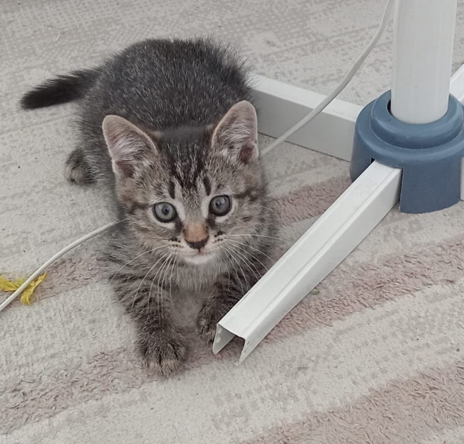 Отдам доброго игривого котёнка