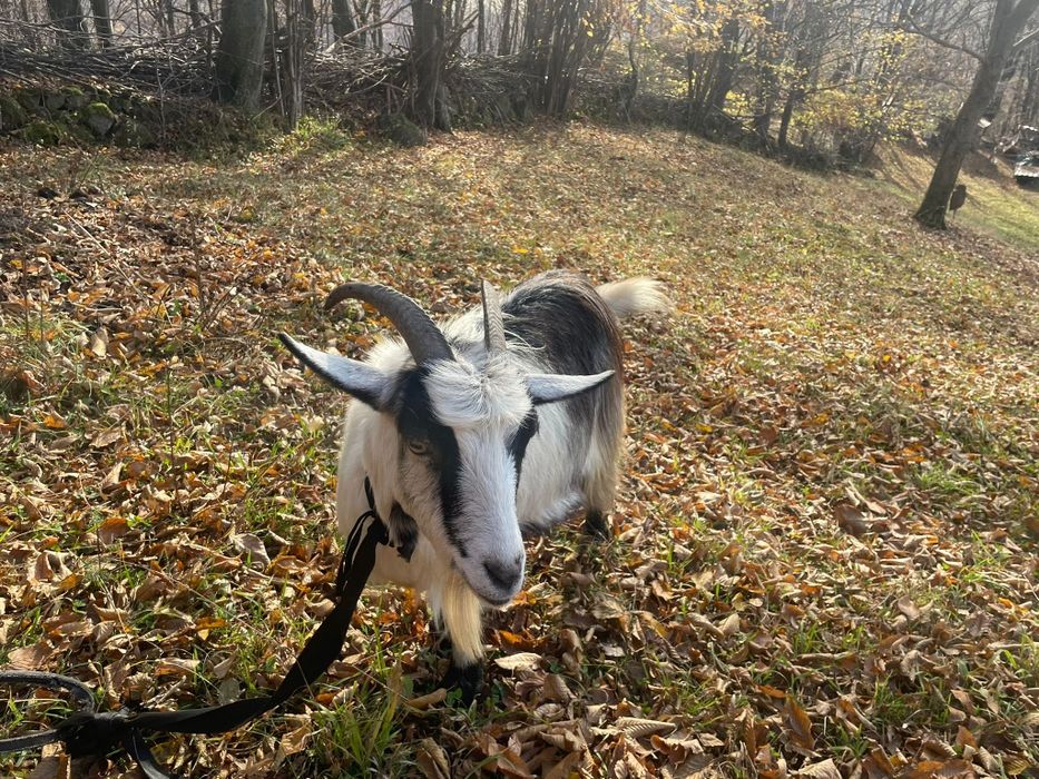 Vând capre cu țap
