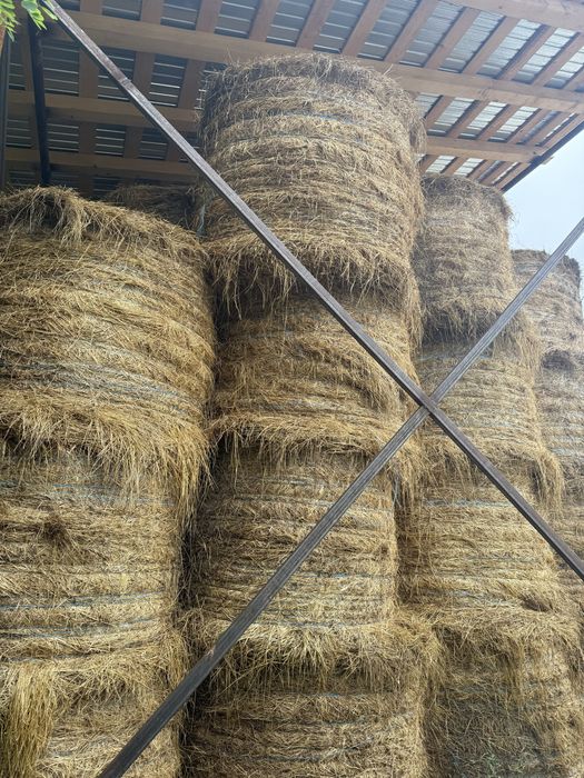 Vand baloti rotunzi 150x150 de lucerna coasa 1, coasa 2 sau amestec