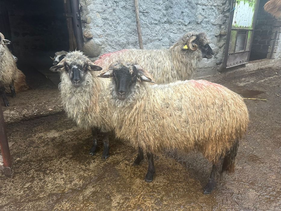 Vand un noatin si 3 mielute