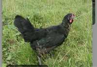 Черная курица петух яйца от черных