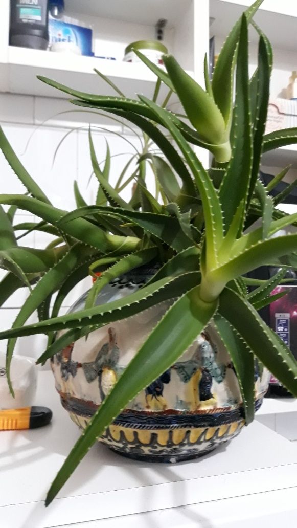 Aloe vera,ramuri cu radacini din planta de 9 ani.