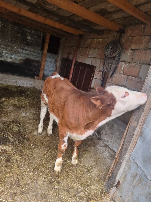 Baltata românească + vitel