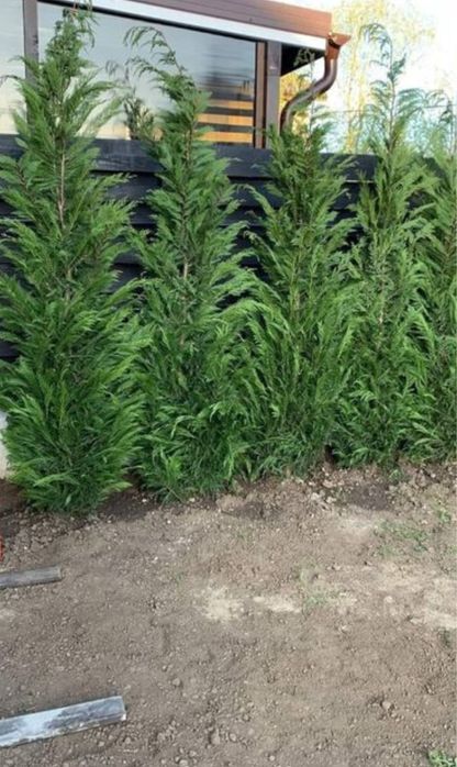 Leylandii gard viu tuia smarald oriunde in tara