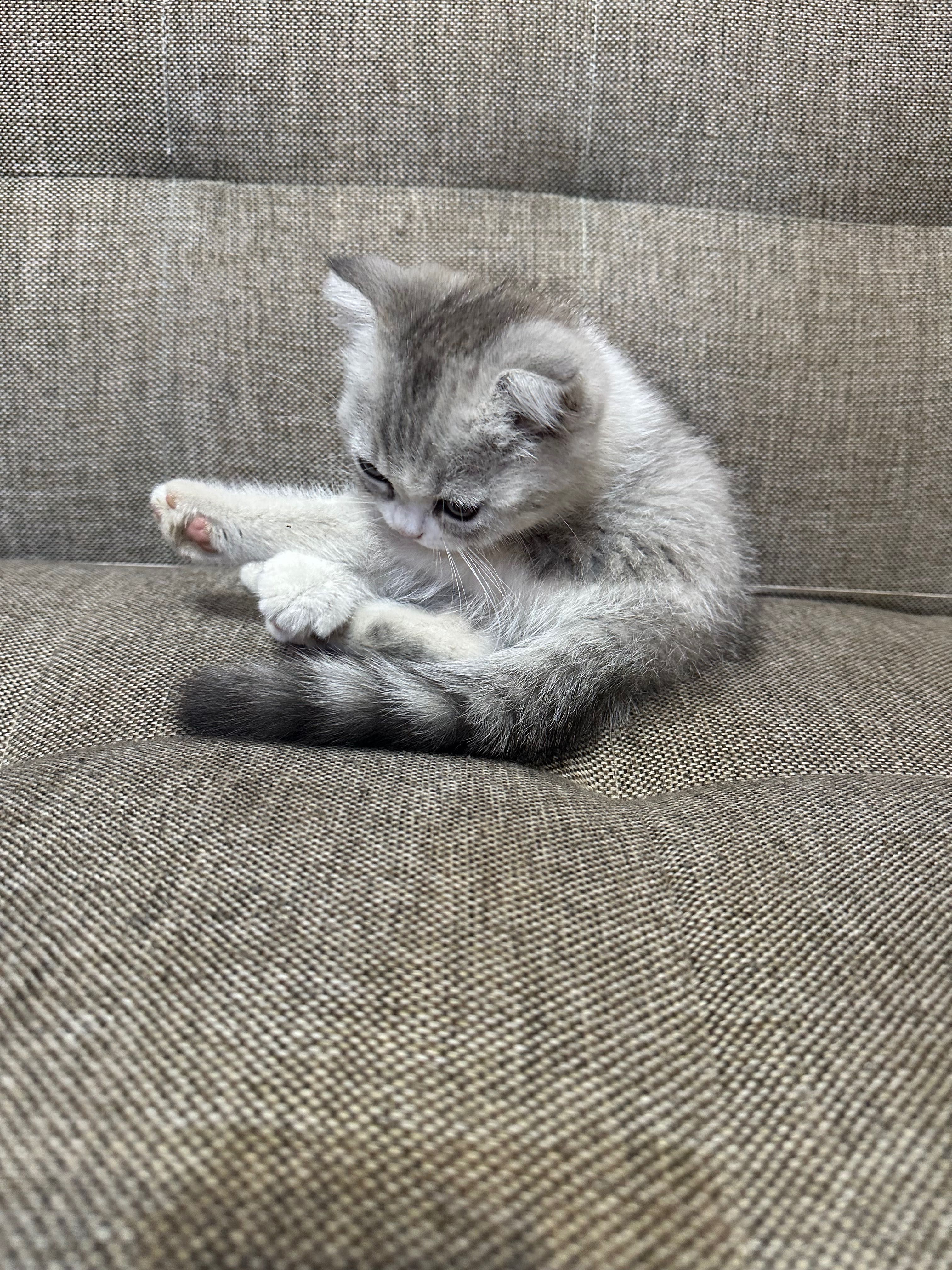 Кот скоттиш фолд+скоттиш страйт