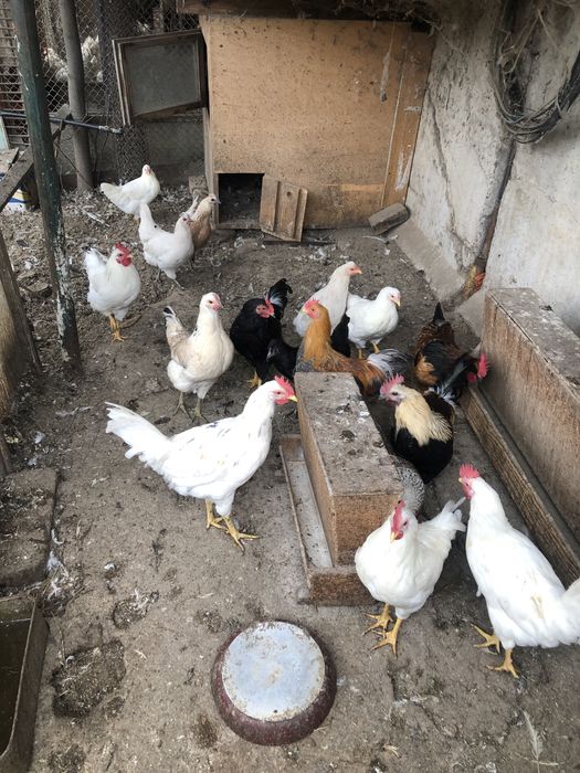 Продам молодых петушков