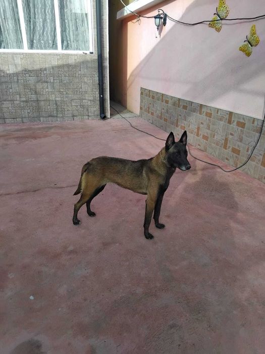 Белгиска овчарко malinois  k9