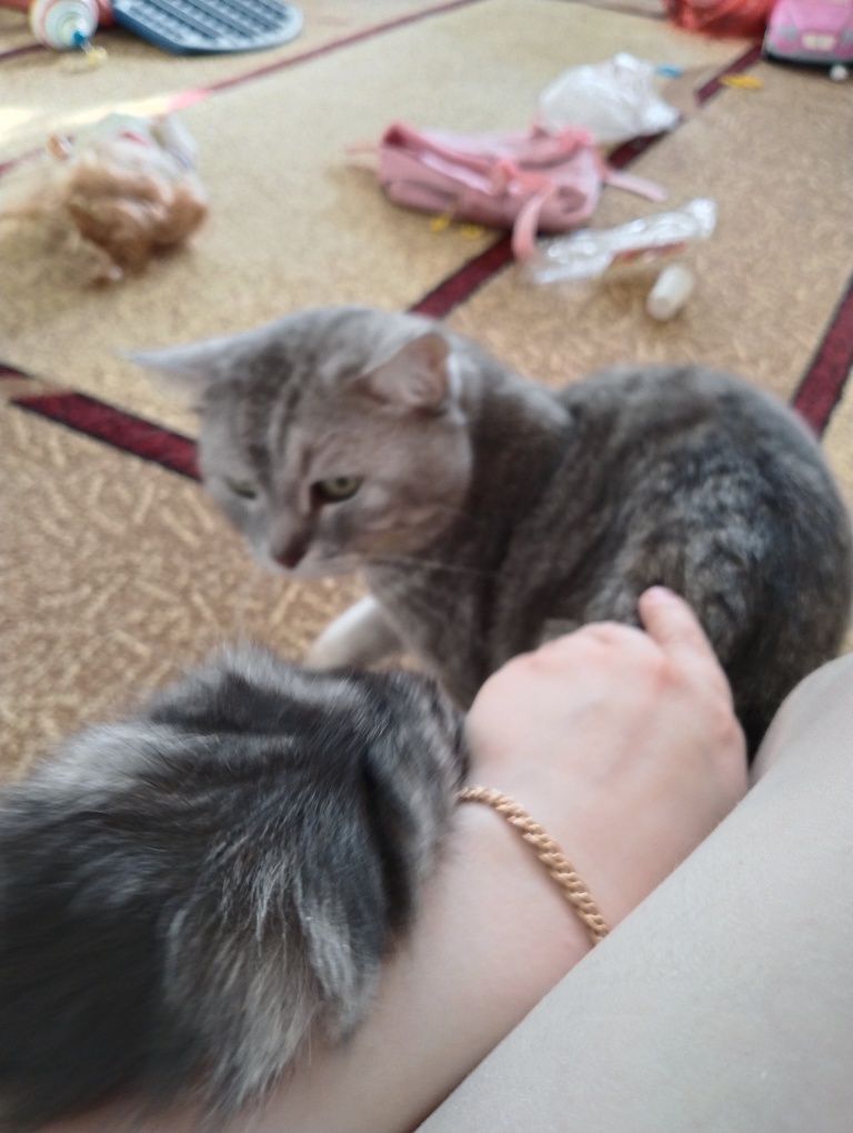 Пропал кот кот пропал