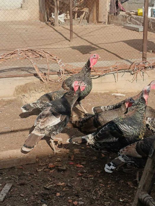 Эрта бахорги куркалар бор. живой вес 80 мингдан. 3 дона эркак 7 ургочи