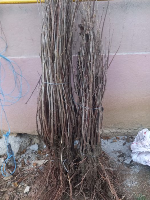 Pomi fructiferi altoiți