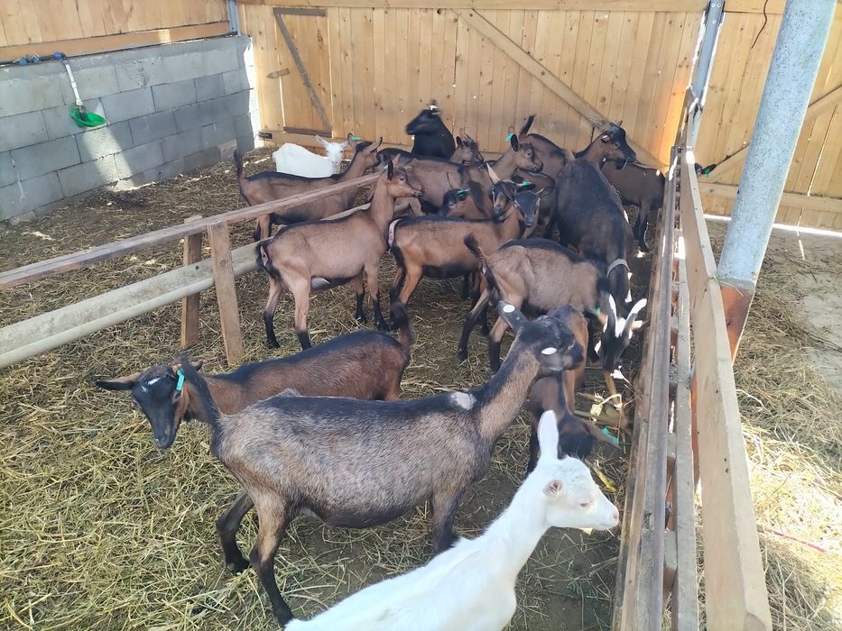 Alpina franceza schimb cu vaci,vitei