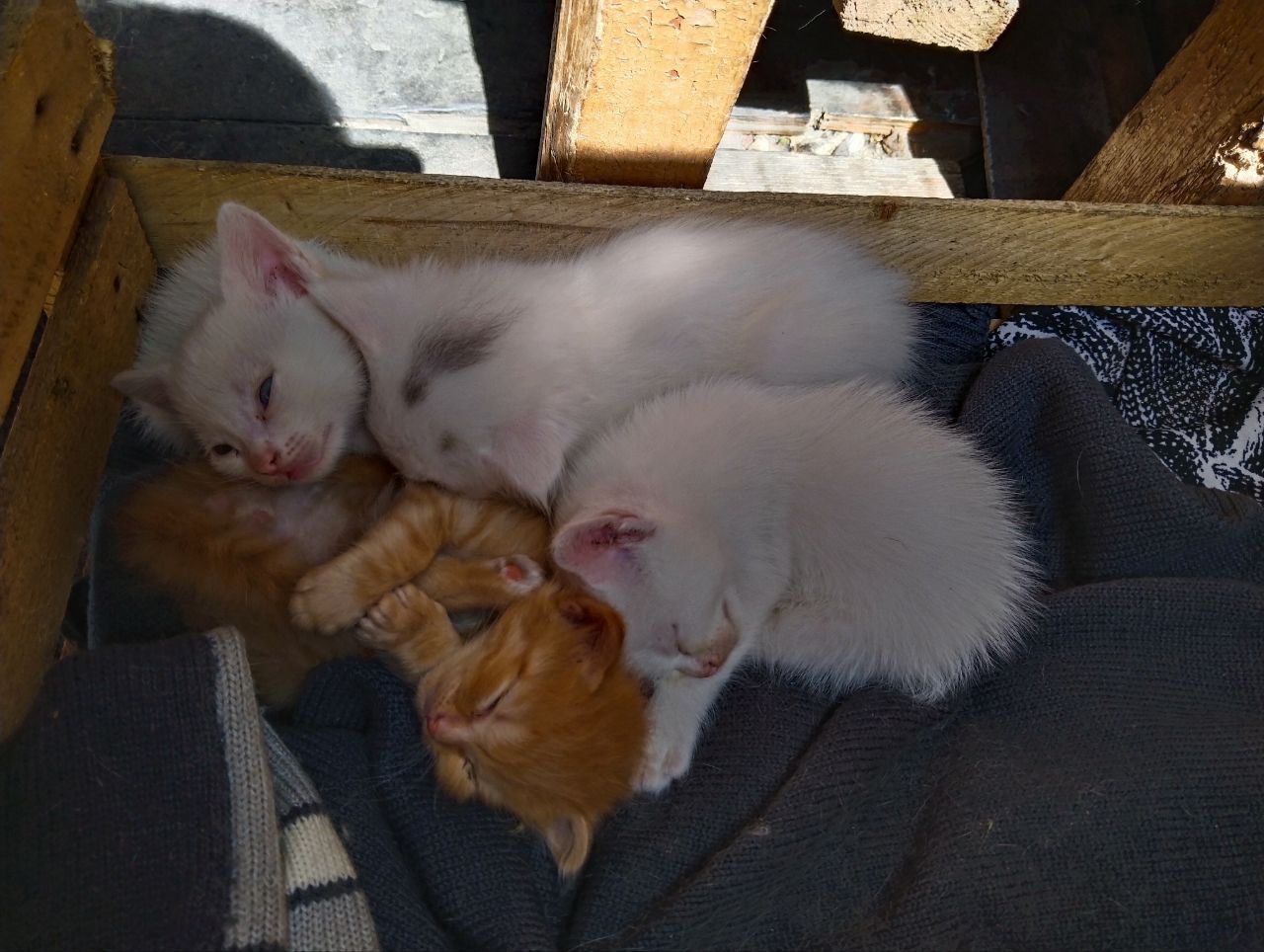 бесплатные котята в добрые руки