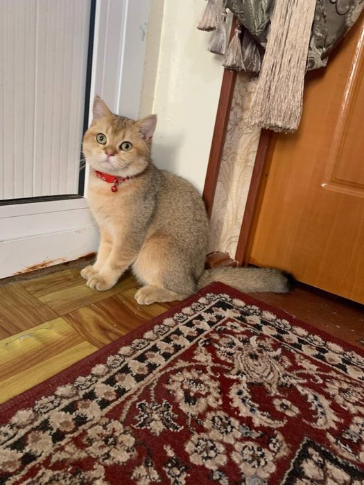 Mushuchalaga bron ochildi