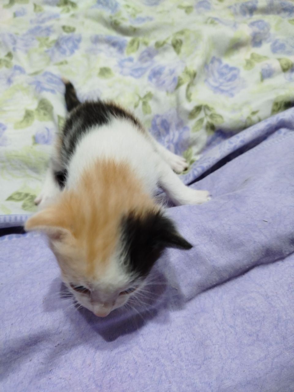 Котята. Отдаются.