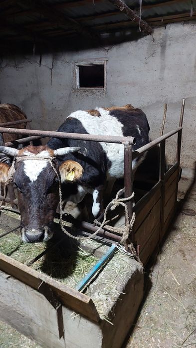 Сыйыр сатылады кенже буаз