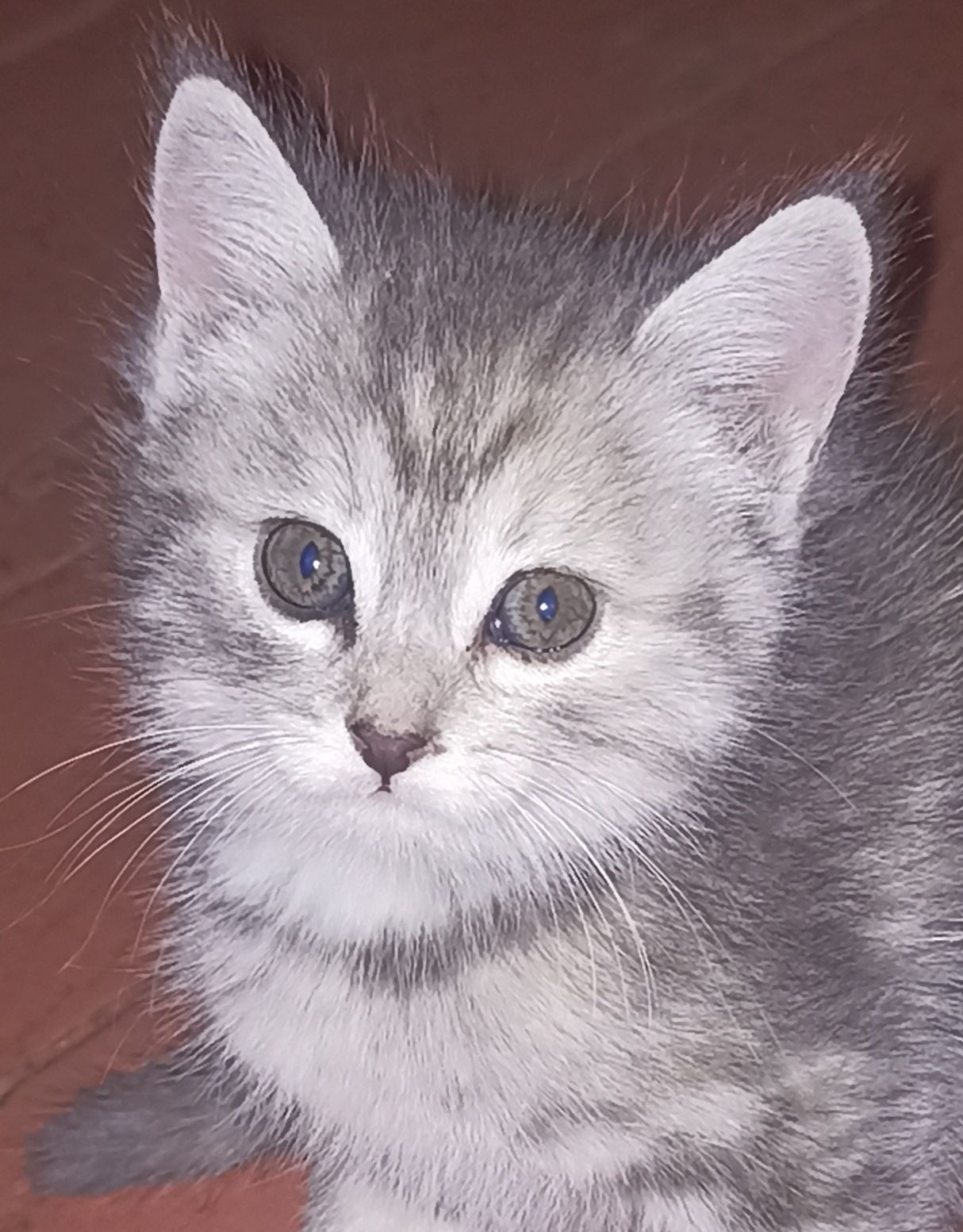 Котятки -котятушки-мальчики и девочки!