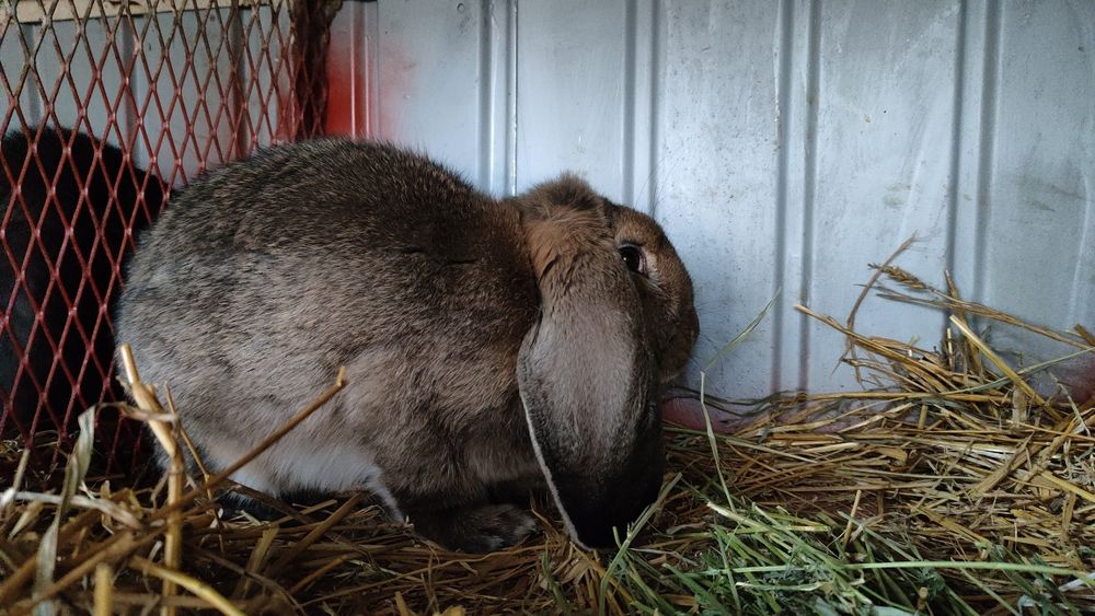 Iepuri berbec german