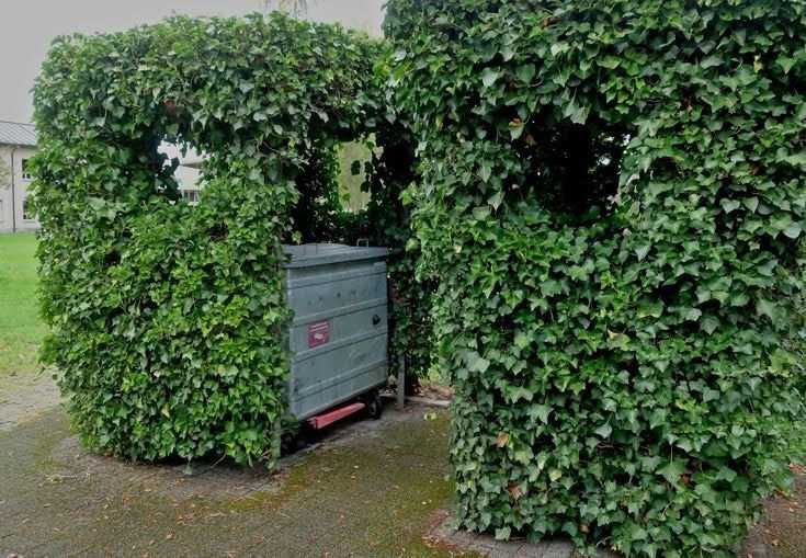 Iedera helix weorner soi foarte rezistent - Producator